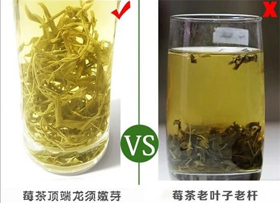 張家界茅巖莓茶與藤茶是同一種茶嗎，藤茶跟莓茶一不一樣？