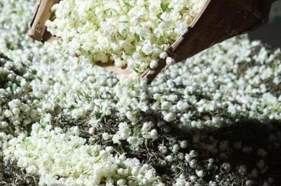 茉莉茶葉的功效與禁忌，什么人不適合喝茉莉花茶？