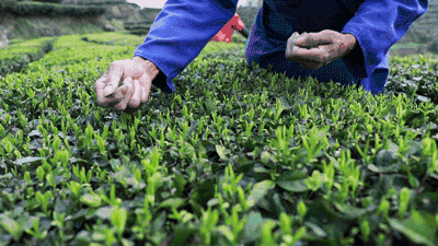 摘茶葉最快的方法，采摘茶葉怎么才能快？
