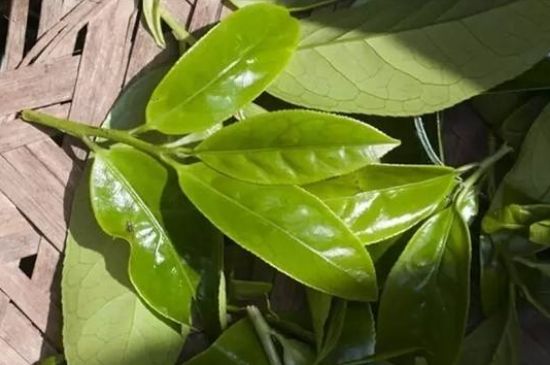 鴨屎香茶哪些人不能飲，什么人不能喝鴨屎香