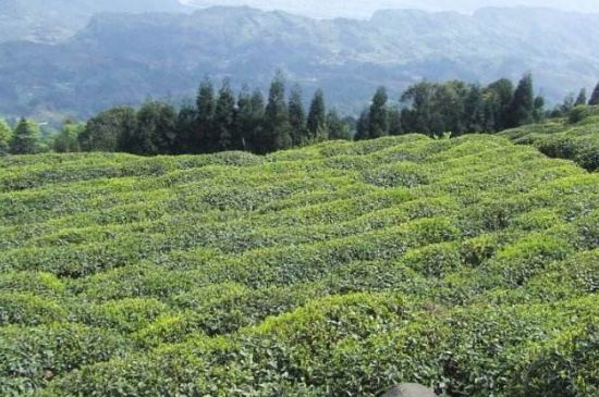 蒙頂山茶種類，蒙頂山哪種茶好？