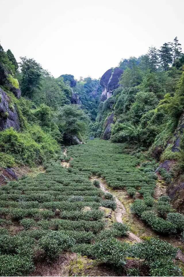 武夷山為什么盛產(chǎn)茶葉，武夷山茶為什么好喝？